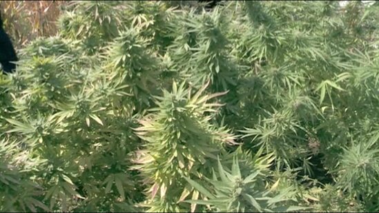 Həyətində narkotik yetişdirən şəxs saxlanıldı - FOTO