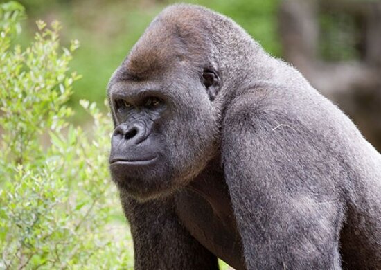 ABŞ-da meymunlar da peyvəndlənəcək