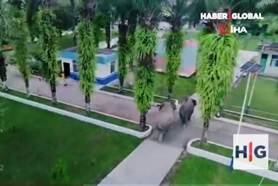 Çində vəhşi fillər polis şöbəsinə daxil oldu – VİDEO