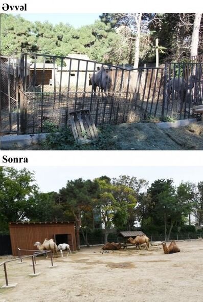 İlham Əliyev və Mehriban Əliyeva Bakı Zooloji Parkının açılışında - YENİLƏNİB + FOTO