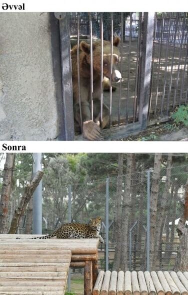 İlham Əliyev və Mehriban Əliyeva Bakı Zooloji Parkının açılışında - YENİLƏNİB + FOTO