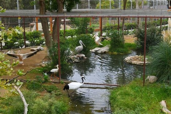 İlham Əliyev və Mehriban Əliyeva Bakı Zooloji Parkının açılışında - YENİLƏNİB + FOTO