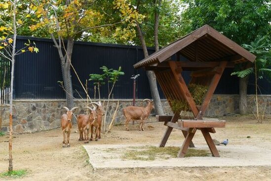 İlham Əliyev və Mehriban Əliyeva Bakı Zooloji Parkının açılışında - YENİLƏNİB + FOTO
