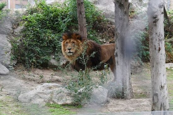 İlham Əliyev və Mehriban Əliyeva Bakı Zooloji Parkının açılışında - YENİLƏNİB + FOTO