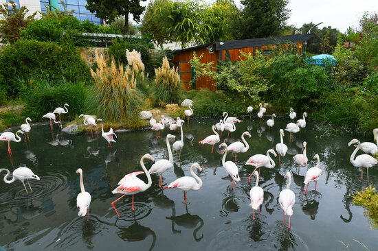 Bakı Zooloji Parkına girişin QİYMƏTLƏRİ MÜƏYYƏNLƏŞDİ