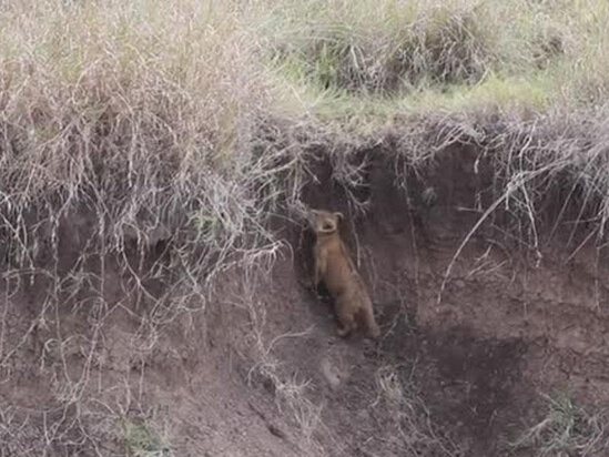 Köməksiz qalan balasını xilas edən şir - VİDEO