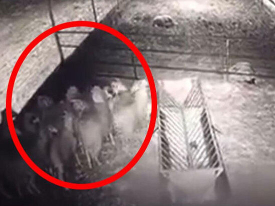 "Gecə basqını" - 10-a yaxın qoyunun leşi yerdə qaldı - Anbaan VİDEO