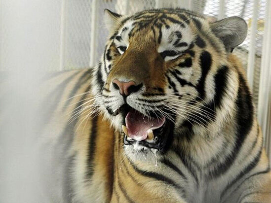 Dubayda gender anonsu partisinə pələng gətirildi - VİDEO