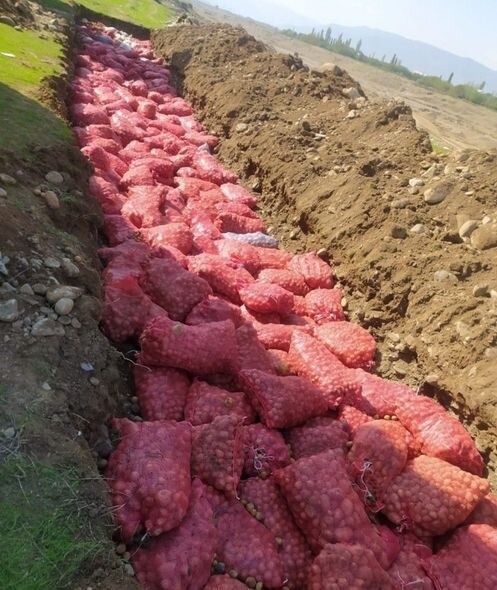 Rusiyadan gətirilmiş, tərkibində zərərverici aşkarlanmış 66 ton kartof məhv edildi - FOTO