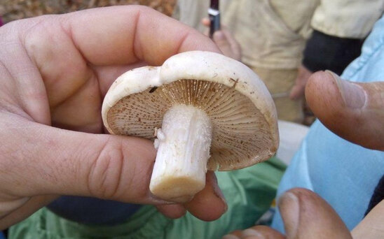 Göbələkdən zəhərlənən uşaqlardan biri də öldü