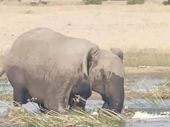 Balasını xilas etmək üçün elə bir fədakarlıq etdi ki - VİDEO
