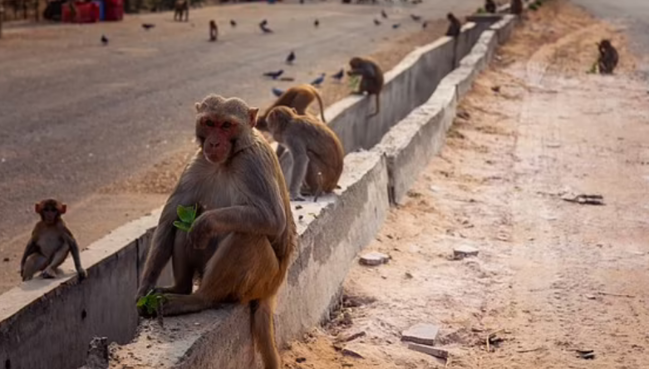 Qatil meymunlar: Əkiz körpələri qaçırdıb öldürdülər, bir nəfərin başına kərpic atdılar - FOTO