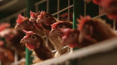 Bu ölkədə quş qripi aşkarlandı