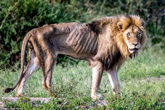 Koronavirus bu heyvanlar arasında yayıldı