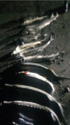 Qanunsuz balıq ovlayan 20 nəfər saxlanıldı - FOTOLAR