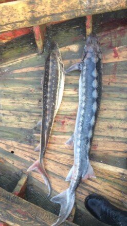 Qanunsuz balıq ovlayan 20 nəfər saxlanıldı - FOTOLAR