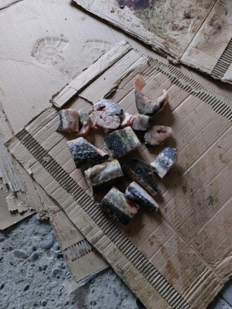 Qanunsuz balıq ovlayan 20 nəfər saxlanıldı - FOTOLAR