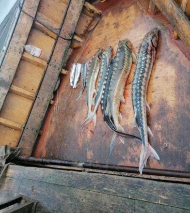 Qanunsuz balıq ovlayan 20 nəfər saxlanıldı - FOTOLAR