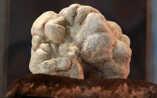 Göbələk fantastik qiymətə satılıb