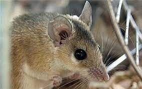 Növbəti koronavirus bu heyvandan yayılacaq- Alimlər