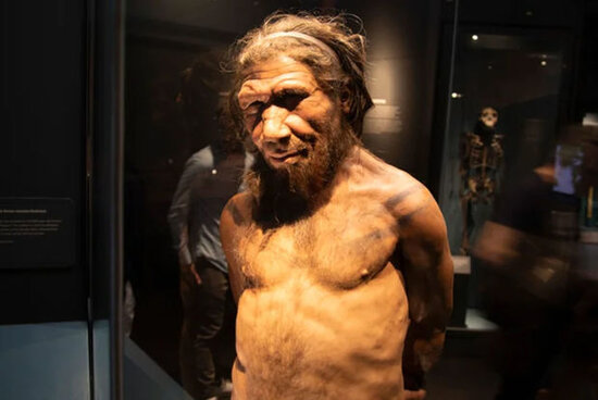 "Ən böyük əcdadımız" hesab olunan insan tipi aşkarlandı