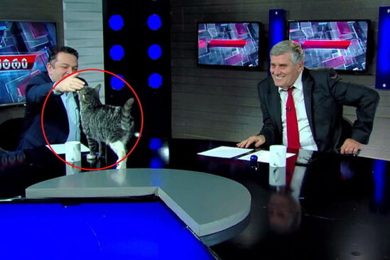 Canlı yayım zamanı kuryoz hadisə: Masaya pişik tullandı - VİDEO