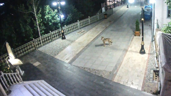 Canavarlar rayonun mərkəzində - QORXULU ANLAR - VİDEO