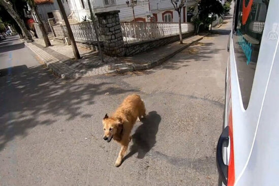 Sahibinə vəfasını nümayiş etdirən itin videosu 2021-ci ildə ən çox izlənilən video oldu – VİDEO