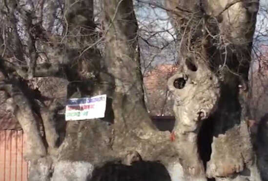 Azərbaycanda 11 əsrin şahidi olan ağac - VİDEO