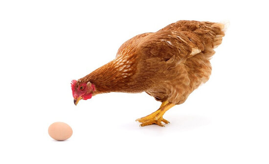 Əvvəl toyuq yaranıb, yoxsa yumurta? – Elmi Cavab