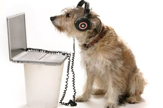 İtlər haqqında heyrətamiz kəşf: Xarici dili dərhal fərq edirlər