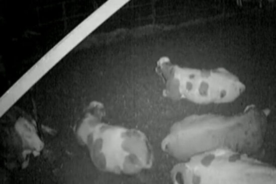 İnəklər zəlzələni əvvəlcədən hiss etdi - VİDEO