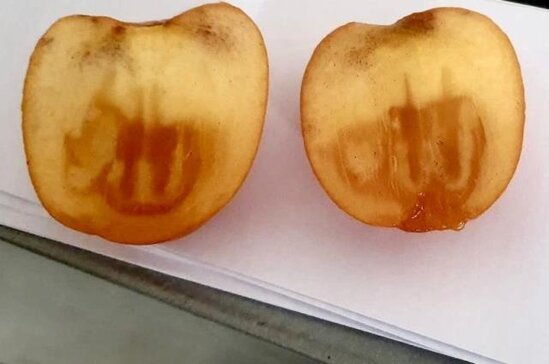 Məsciddə İNANILMAZ HADİSƏ: Müsəlmanlar xurmanı kəsəndə gördüklərinə inanmadı - İlk dəfə... - FOTO