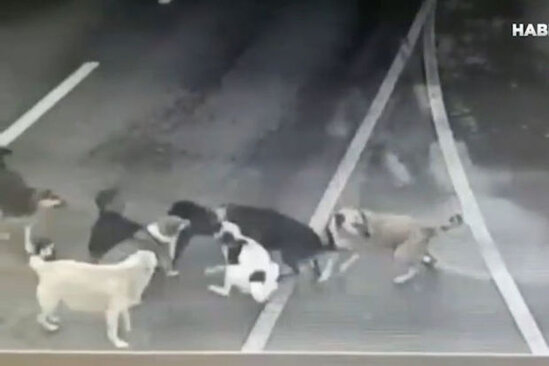 Sürücülər sahibsiz itlərin hücum etdiyi şəxsə yardım etmədi - ANBAAN VİDEO