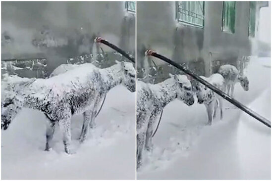 Eşşəklər soyuqdan donaraq öldü– VİDEO