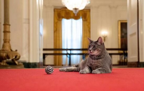 Baydenin nitqini kəsməsi taleyini həll etdi: Ağ Evin yeni sakini oldu - FOTO