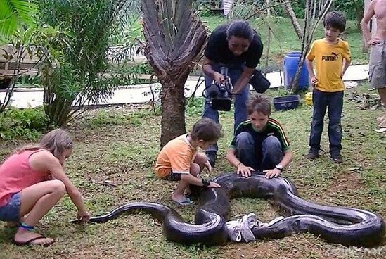 Müəllim anakonda tutdu: Həmin gün dostunun... - FOTO