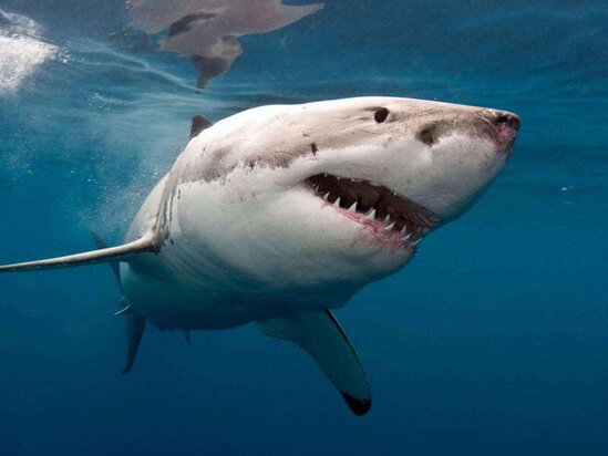 Balığının hücumu nəticəsində bir nəfər ölüb - VİDEO