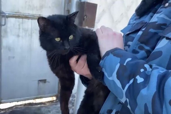 Pişik həbsxanaya narkotik gətirdi - VİDEO