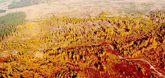 Rusiyalı hərbçilərin "Qırmızı meşə" səhvi - Hamısı xəstəxanalıq oldu