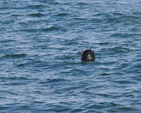 Qara dənizdə üçüncü mina TAPILDI