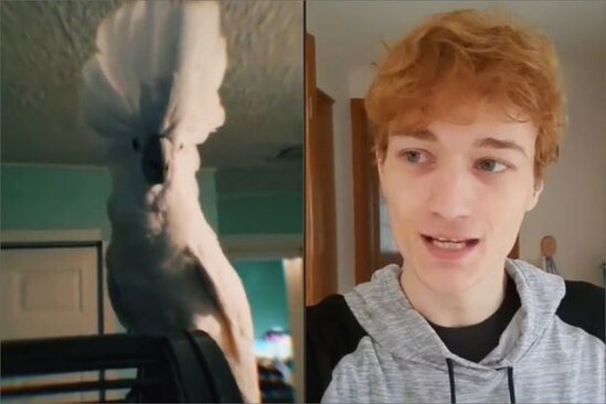 Onlayn satışdan aldığı tutuquşu "rok ifaçısı" çıxdı - VİDEO