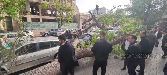 Bakıda güclü külək ağacı maşınların üzərinə aşırtdı - FOTOLAR
