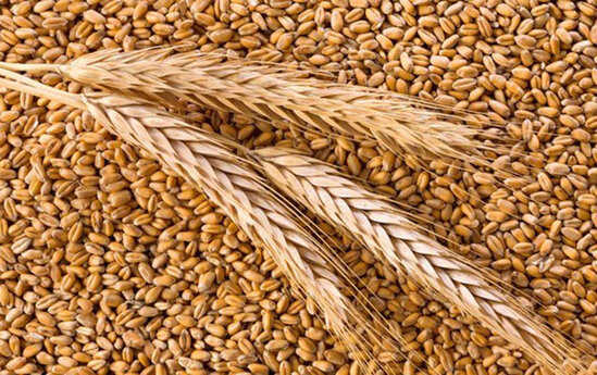 Hindistan buğda ixracına qadağa qoydu