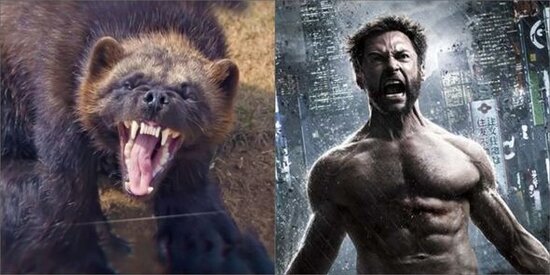 Qoruğun kamerası çox nadir görünən heyvanı qeydə aldı - FOTO/VİDEO