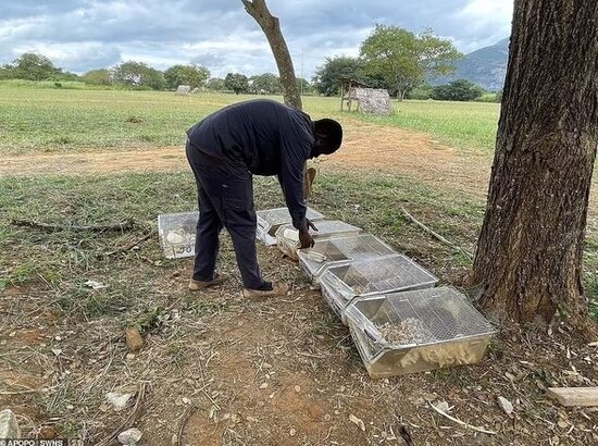 Xilaskarların yeni dostu "qəhrəman gəmiricilər" Türkiyəyə göndərilir - FOTO/VİDEO