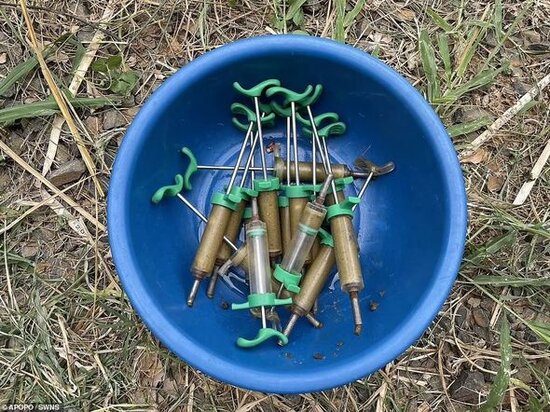 Xilaskarların yeni dostu "qəhrəman gəmiricilər" Türkiyəyə göndərilir - FOTO/VİDEO