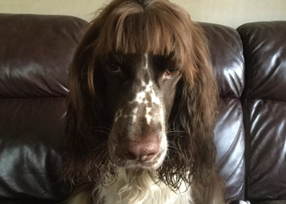 Heyvanlar üçün gülməli SAÇ DÜZÜMÜ - FOTO