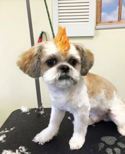 Heyvanlar üçün gülməli SAÇ DÜZÜMÜ - FOTO