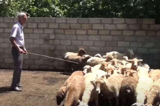 Çaqqal 72 yaşlı kişiyə hücum etdi - VİDEO